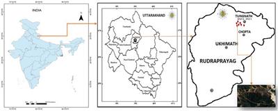 Seed ecology and seedling dynamics of western Himalayan treeline tree species